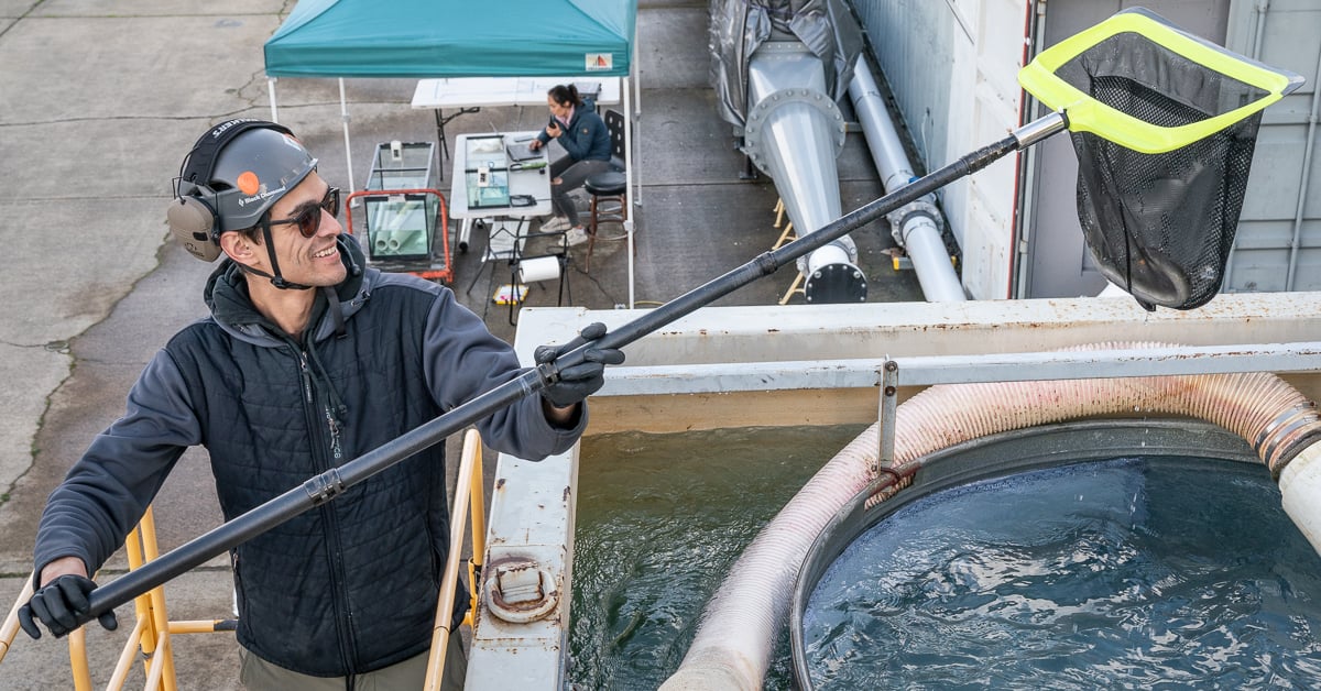 Mechanical Technician Taha Hachim retrieves an eel from the recovery tank after it has passed through Natel's FishSafe Restoration Hydro Turbine.